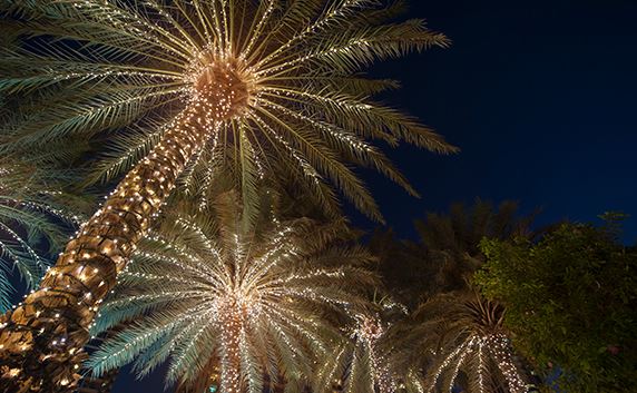 palm trees with christmas lights